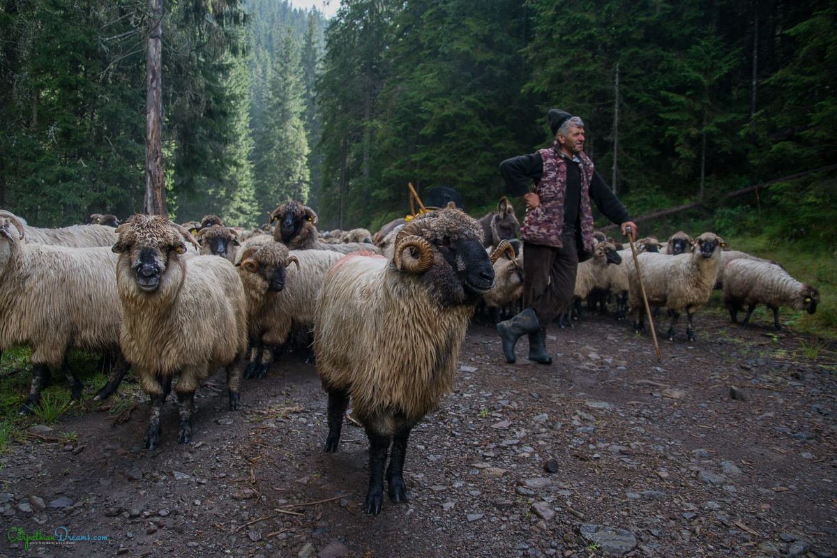 imperial road and the last transhumance