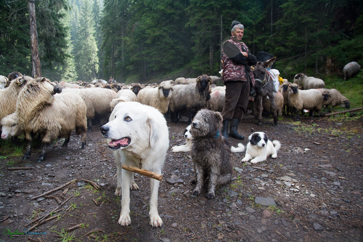 imperial road and the last transhumance