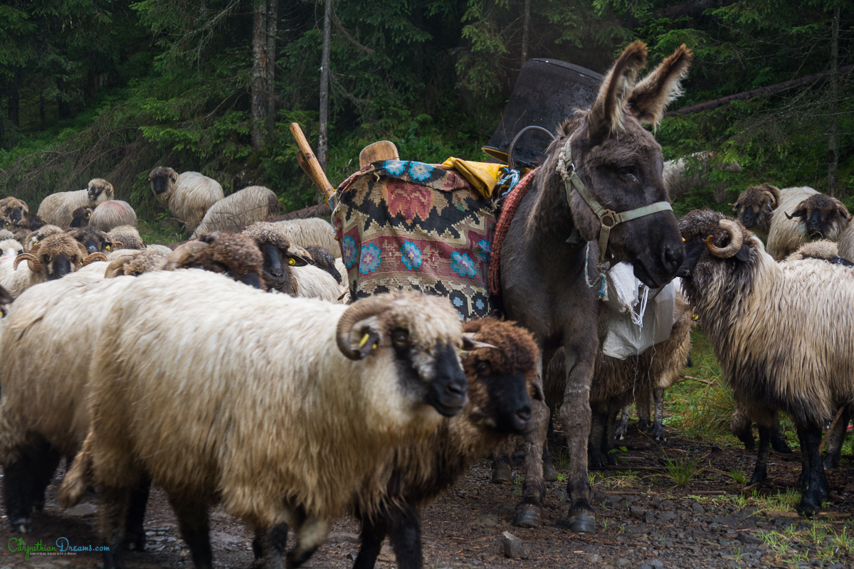 imperial road and the last transhumance