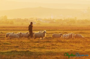 5. The Shepherd and its herd at Sunset