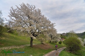 spring-riding-and-blossom-wild-cherry-trees