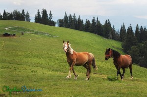 horses-roaming-freely
