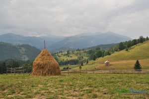 hay-stack