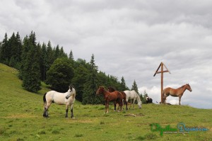 horses-roaming-freely